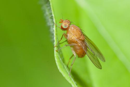 Réf. 179 395 : Sapromyzosoma sp.