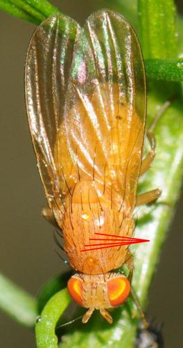Réf. 179 414 : Sapromyzosoma laevatrispina