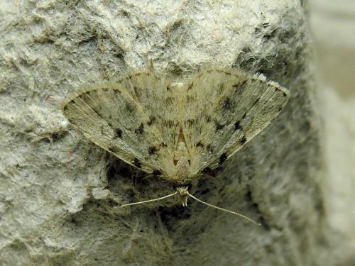 Orectis massiliensis