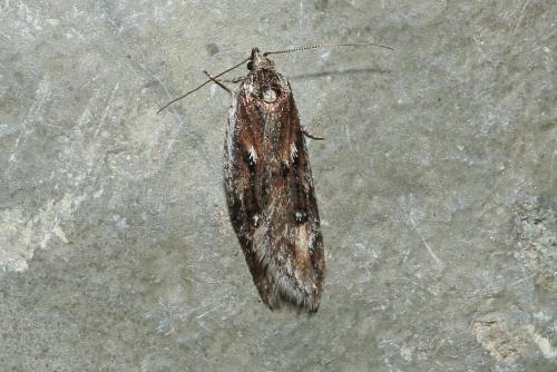 Réf. 179 340 : Semioscopis oculella