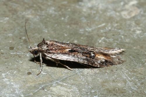 Réf. 179 341 : Semioscopis oculella