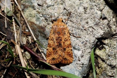 Réf. 179 166 : Conistra rubiginea