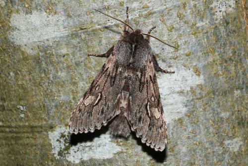 Brachionycha nubeculosa