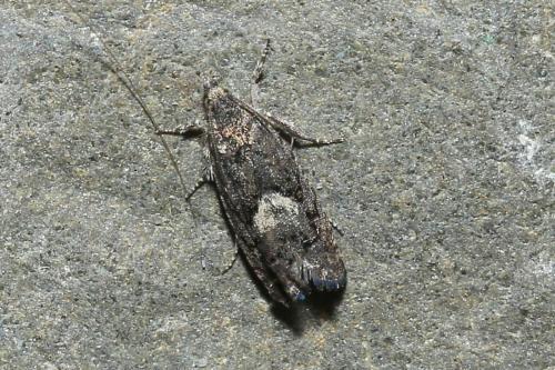 Pammene giganteana