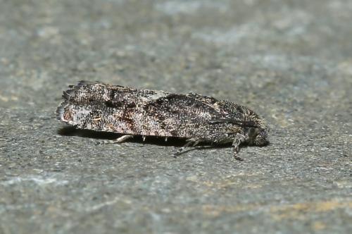 Pammene giganteana