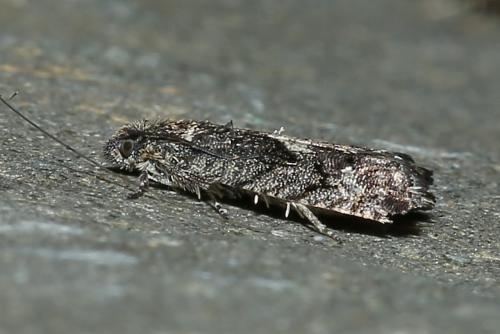 Pammene giganteana