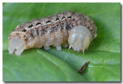 Noctua pronuba