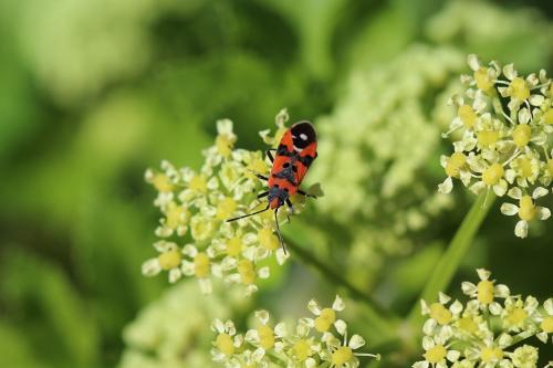 Réf. 179 261 : Lygaeus equestris