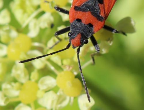 Réf. 179 319 : Lygaeus equestris