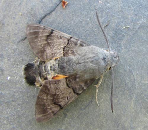 Réf. 179 079 : Macroglossum stellatarum