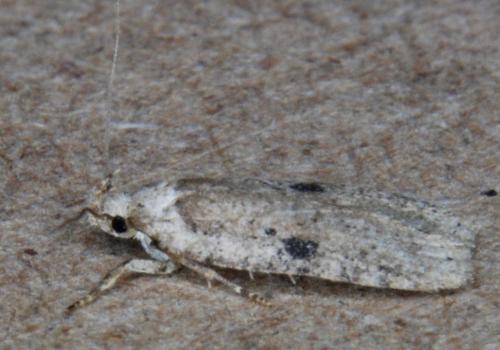 Réf. 179 579 : Agonopterix propinquella
