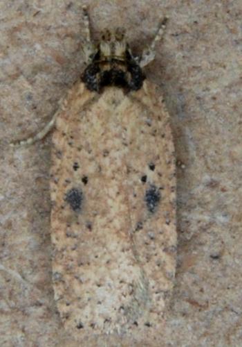 Réf. 179 585 : Agonopterix subpropinquella