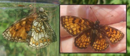 Melitaea sp.