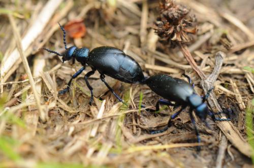 Meloe proscarabaeus