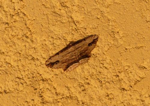 Menophra abruptaria