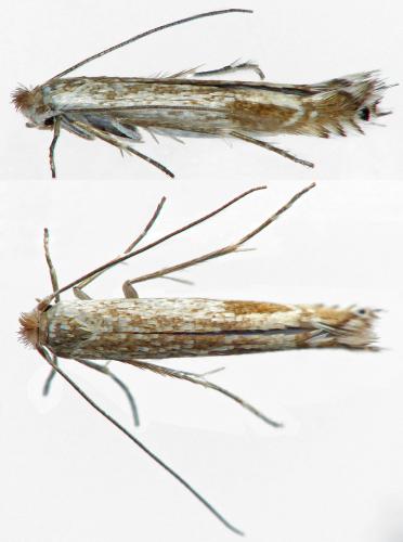 Lyonetia clerkella