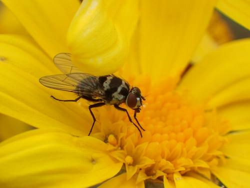 Réf. 179 814 : Limnophora obsignata