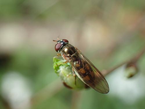 Réf. 179 744 : Melanostoma scalare