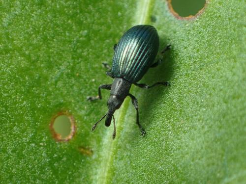 Perapion sp.