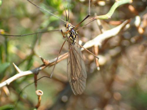 Nephrotoma flavescens