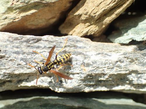 Polistes dominula