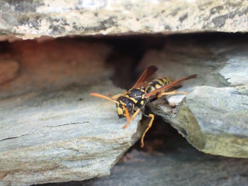 Polistes dominula