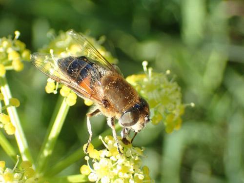 Eristalis similis