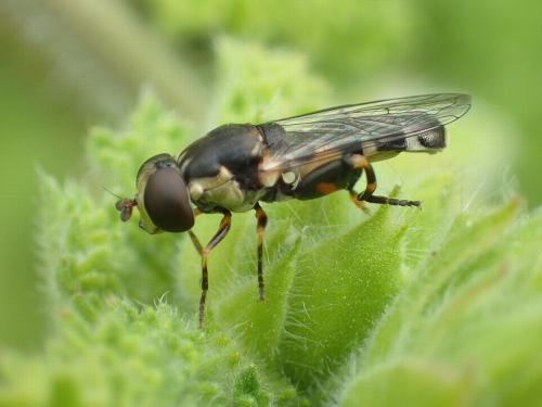 Réf. 179 602 : Syritta pipiens