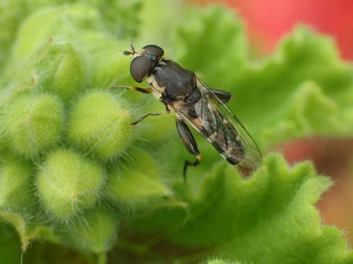 Réf. 179 603 : Syritta pipiens