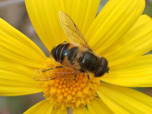 Réf. 179 597 : Eristalis similis