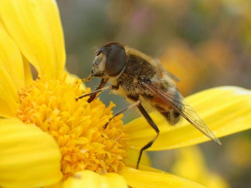 Réf. 179 599 : Eristalis similis