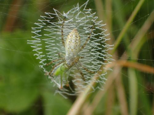 Réf. 179 290 : Argiope bruennichi