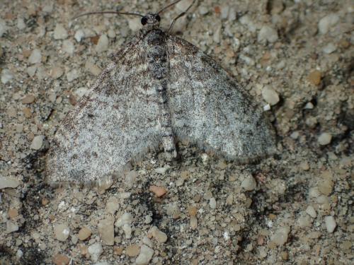Réf. 179 521 : Lobophora halterata