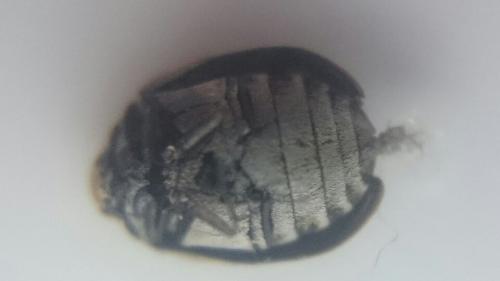 Anthrenus sp.