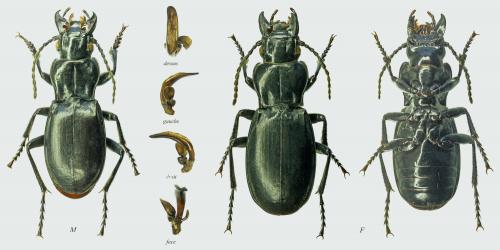Réf. 179 582 : Percus reichei