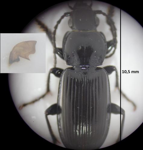 Réf. 179 051 : Pterostichus rhaeticus