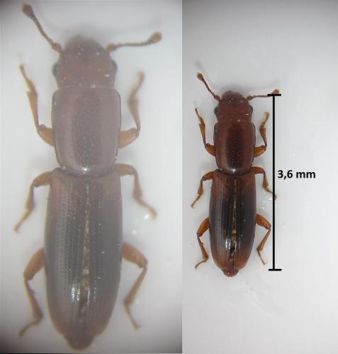 Rhizophagus dispar