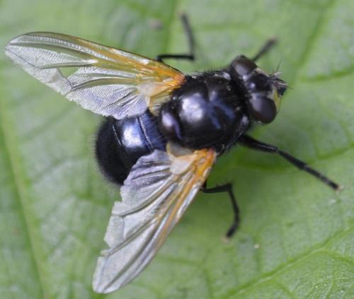 Réf. 179 396 : Mesembrina meridiana