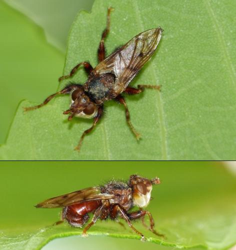 Myopa tessellatipennis