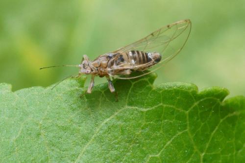 Réf. 179 338 : Lauritrioza alacris
