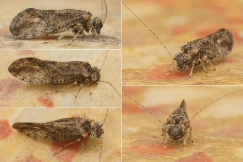 Réf. 179 064 : Myopsocus eatoni