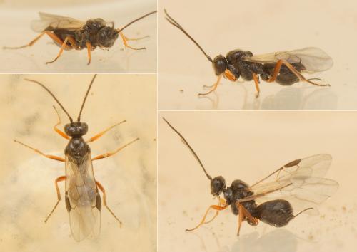 Réf. 179 092 : Triaspis sp.