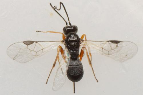 Réf. 179 181 : Triaspis sp.