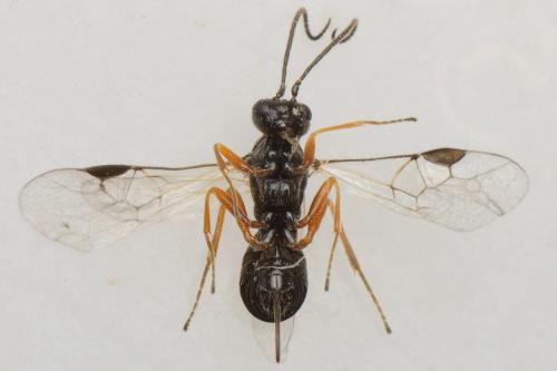 Réf. 179 182 : Triaspis sp.