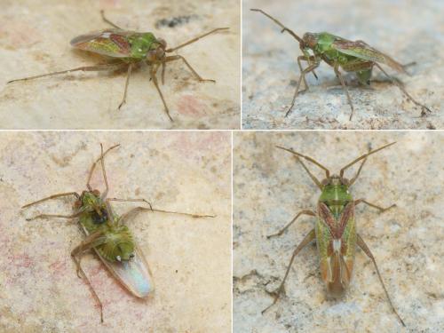 Réf. 179 607 : Conostethus venustus