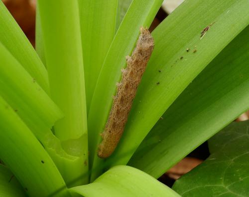 Noctua fimbriata