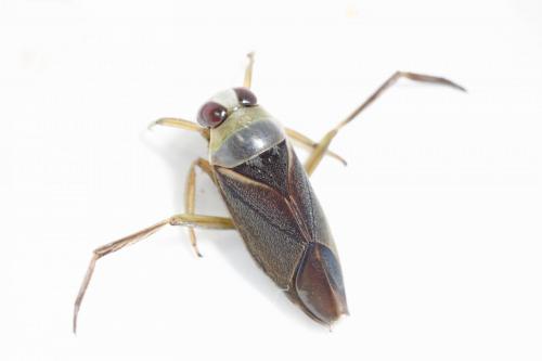 Réf. 179 372 : Notonecta maculata
