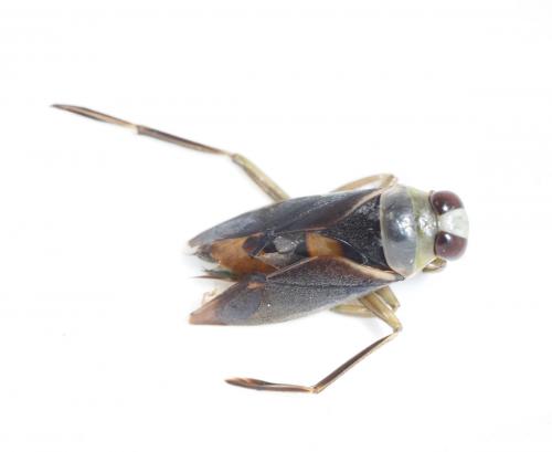 Notonecta maculata
