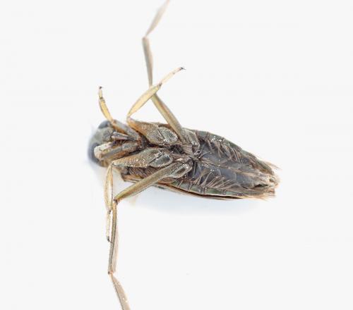 Réf. 179 373 : Notonecta maculata