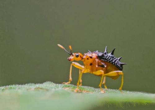 Hoplapoderus hystrix